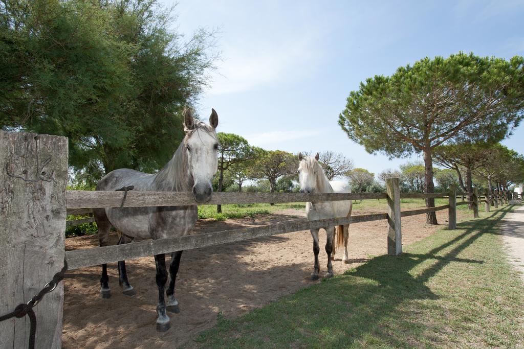 Gites Equestres Lou Caloun - Les Saintes Maries De La Mer Room photo